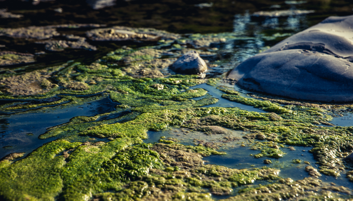 a harmful algae bloom